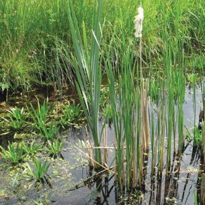 ENV Oever en waterplanten monitoring - slootvegetatie